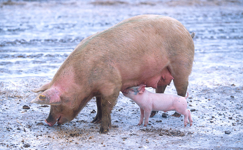 English:   Pig: sow with pigletDeutsch:   Hausschwein: Sau mit FerkelEspañol:   Una cerda con su cochinillo.